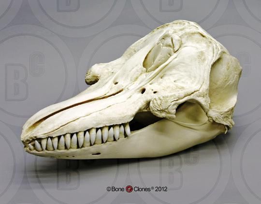 オキゴンドウ 頭骨レプリカ ☆特選！☆最高品質！ - 頭骨・骨格標本