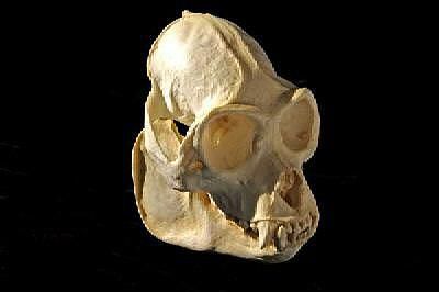 メキシコクロホエザル 頭骨 レプリカ - 頭骨・骨格標本・剥製販売