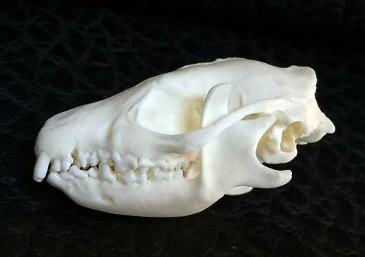 即納☆ オオミミハリネズミの頭骨 - 頭骨・骨格標本・剥製販売 【Core