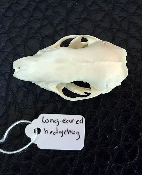 即納☆ オオミミハリネズミの頭骨 - 頭骨・骨格標本・剥製販売 【Core