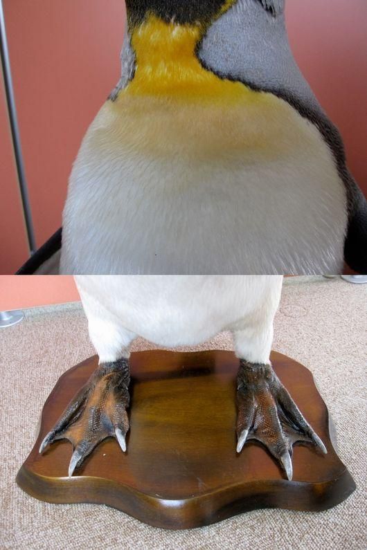 キングペンギンの剥製 - 頭骨・骨格標本・剥製販売 【Core-Box】