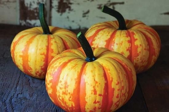 ブレーズパンプキンの種 ＊F1 - マルシェ青空