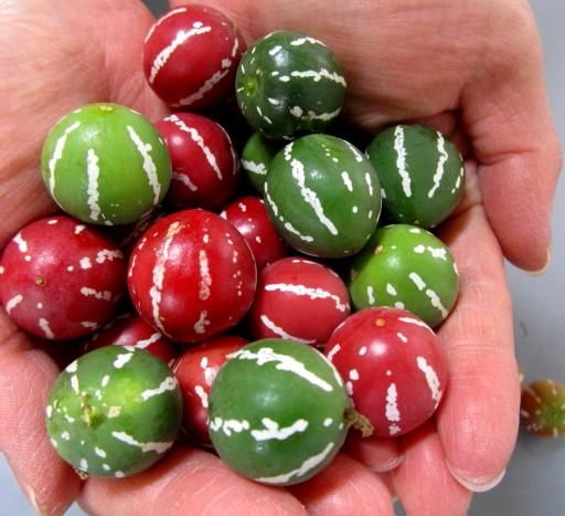 沖縄スズメウリの種 - マルシェ青空