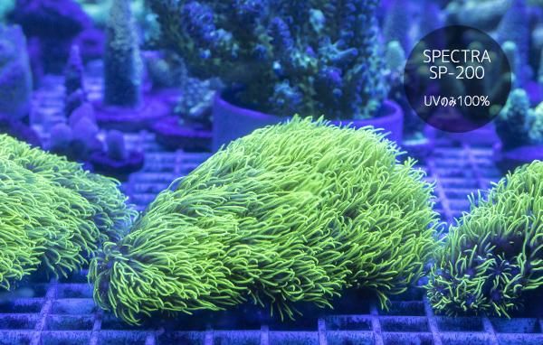 石垣/超高発色スターポリプ ロング MLサイズ - REEF-TRIGGER