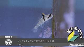 30W 東熱 ブルーライト紫外線殺菌灯(石英管あり)[当店稼働中] - REEF