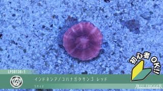 30W 東熱 ブルーライト紫外線殺菌灯(石英管あり)[当店稼働中] - REEF