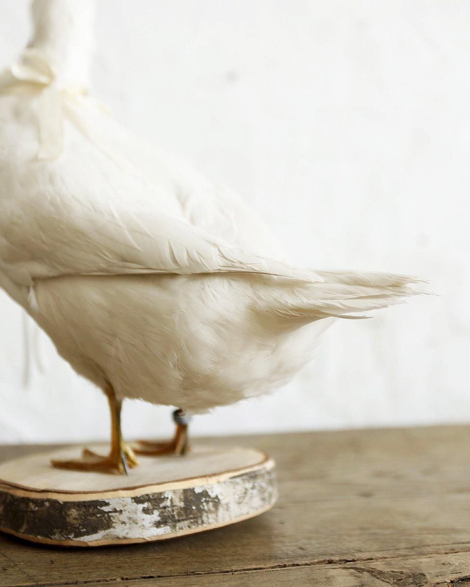 フランスアンティーク アヒルの剥製 | Antiques Knock