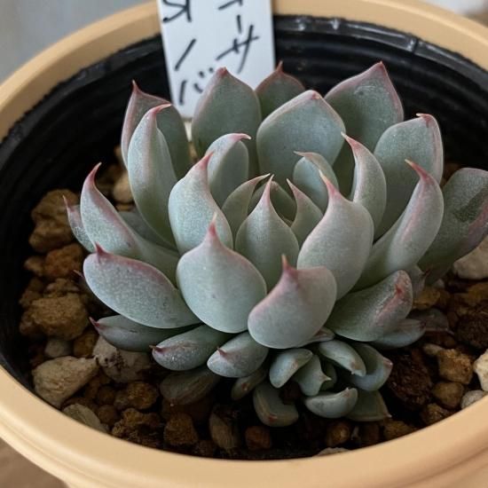 ザラゴーサSPノバ 現物商品 - 多肉植物 人気の多肉植物 多種類の多肉