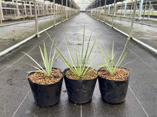 Yucca rigida ユッカ リギダ 1株 - アグリューム