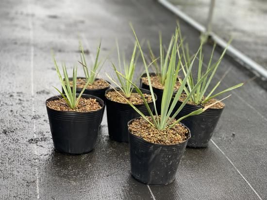 Yucca rigida ユッカ リギダ 1株 - アグリューム