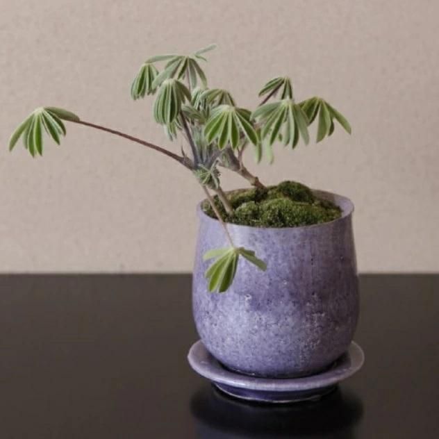 137102372.jpg?cmsp_timestamp=