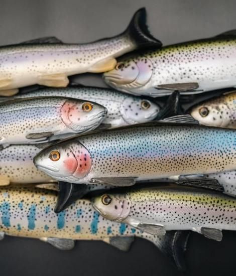 Nate's Baits/ Line Through Trout - Knoxville Online Shop