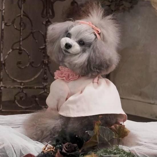 SAKURA DRESS - pp*closet