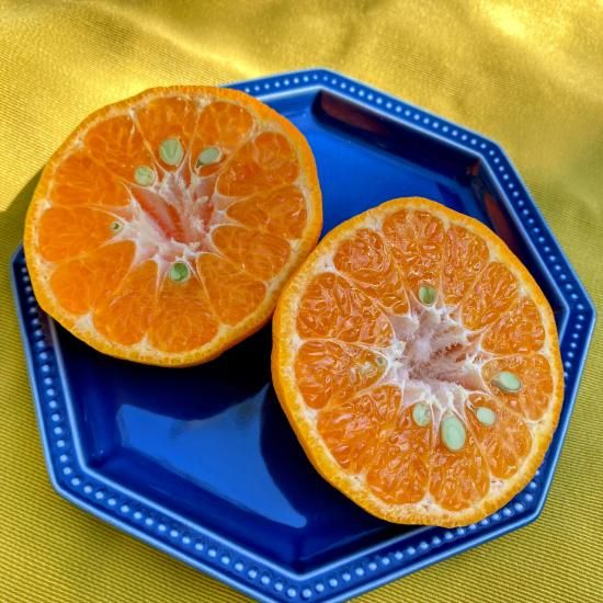 予約販売】屋久島ぽんかん 5kg＜家庭用＞ - おのぼり農園 【かごしま