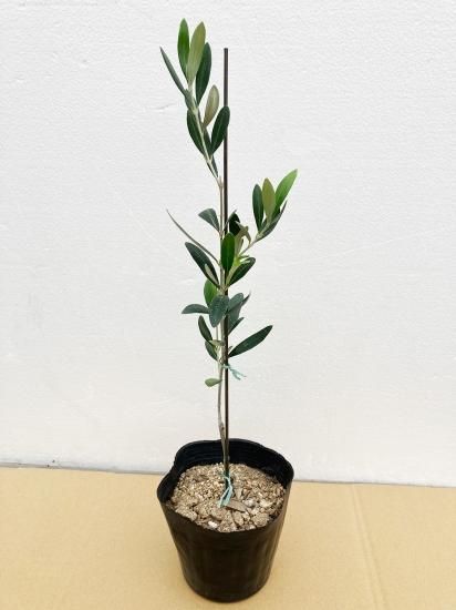 Manzanillo マンザニロ／4.5号／MZ-4.5-001｜オリーブ苗木｜小豆島