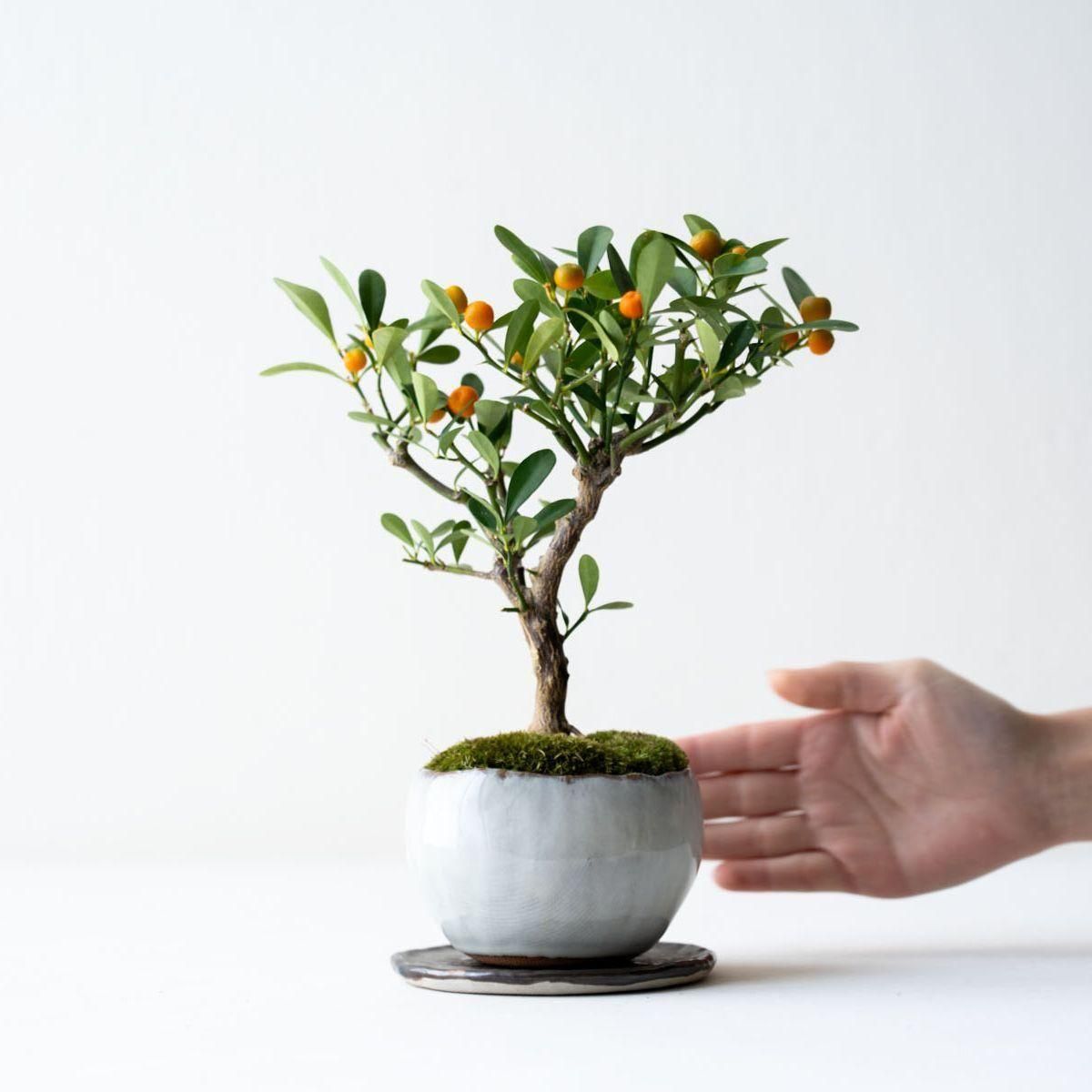 キンズ（金豆）｜no.003 - 石木花 オンラインストア｜小さな器に大きな