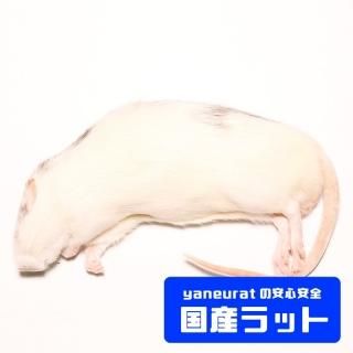 冷凍餌 - 【国産】冷凍ラット - yaneuratonline