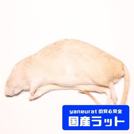 国産】冷凍スーパーラット- 400g-500g- - 冷凍餌、エキゾチック