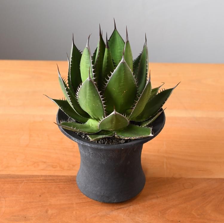 アガベ ホリダ 鉢セット - 観葉植物・生花・ドライフラワー通販 SULK GREEN