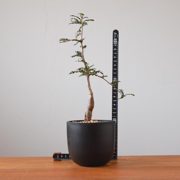 オペルクリカリア デカリー 実生 - 観葉植物・生花・ドライフラワー