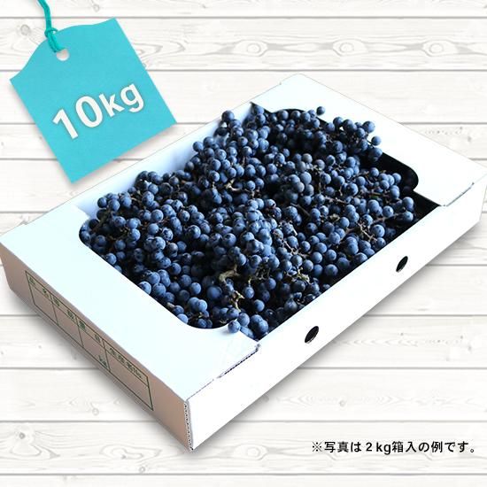 山ぶどう4kg 月山山麓育ち 農家直送 - うらやま農園 山ぶどう栽培