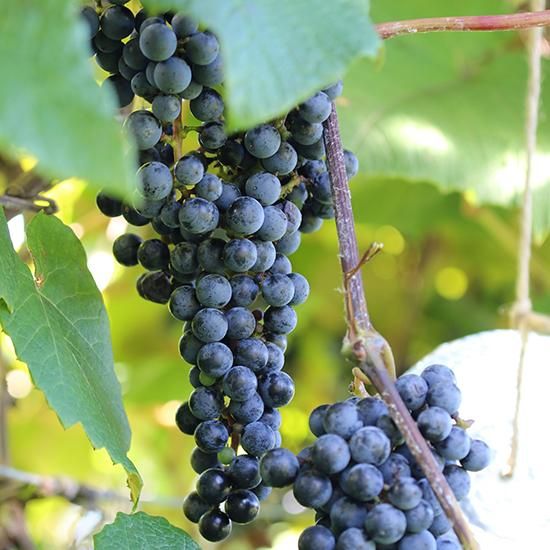 山ぶどう4kg 月山山麓育ち 農家直送 - うらやま農園 山ぶどう栽培