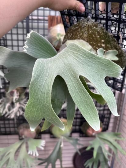 現品】ビカクシダ・ドワーフFSQ 子株 Platycerium Dwarf FSQ (From