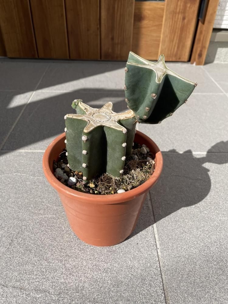 TKO鉢植え 柱サボテン 鬼面角 発根 ドライガーデン ブランチ サボテン