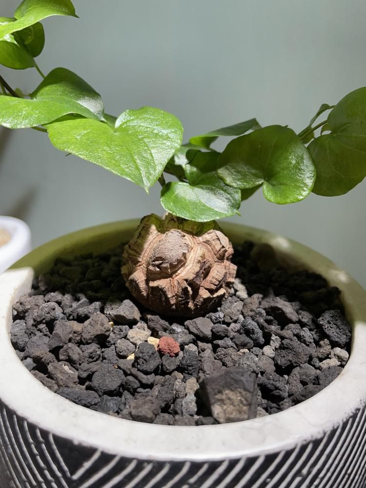 亀甲竜アフリカ ディオスコレア エレファンティペス 陶器鉢付き ②