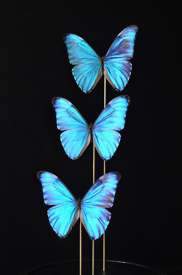 ガラスドームモルフォチョウ 標本/フランスアンティーク雑貨・家具の