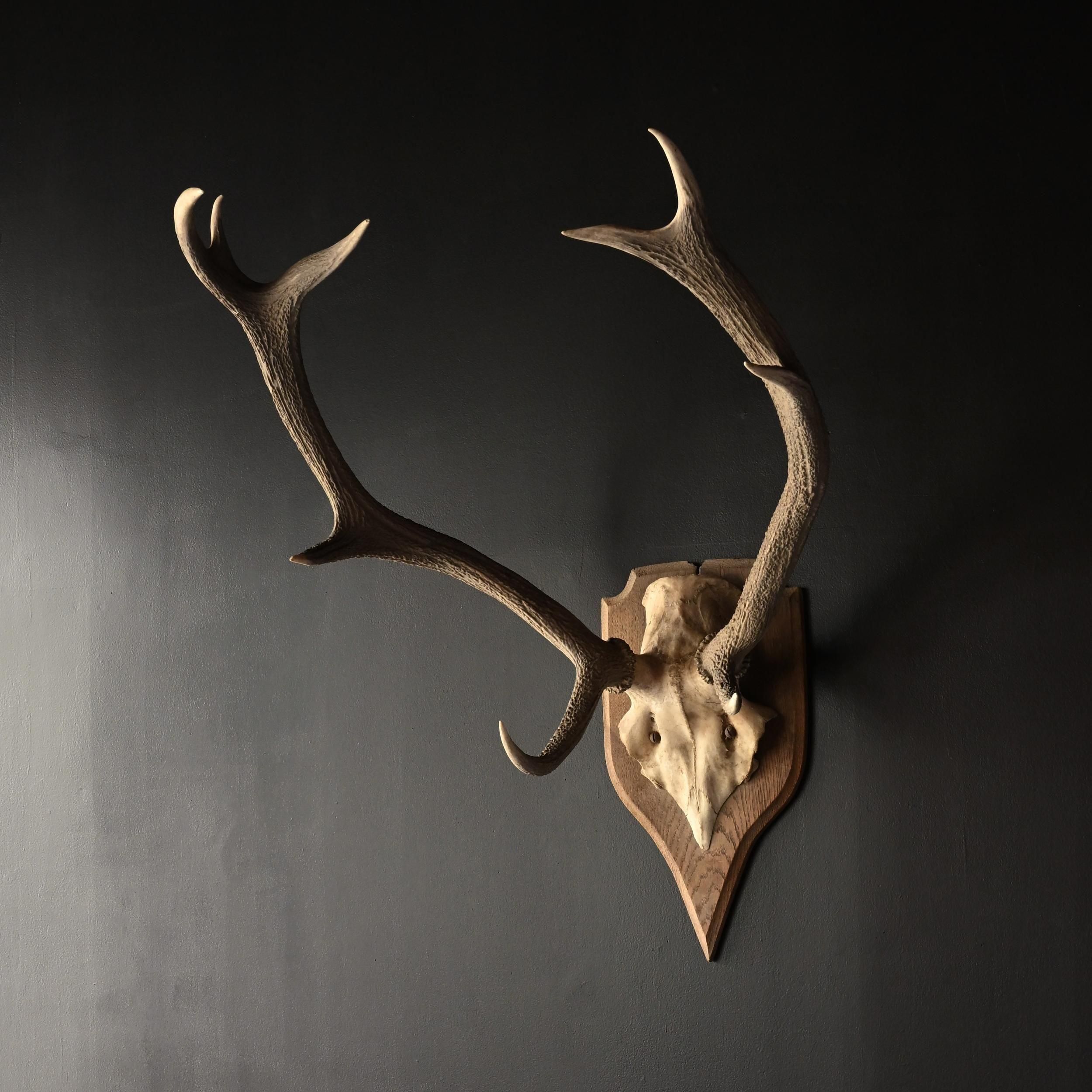 剥製や標本・ハンティングトロフィー・博物アンティーク 商品一覧