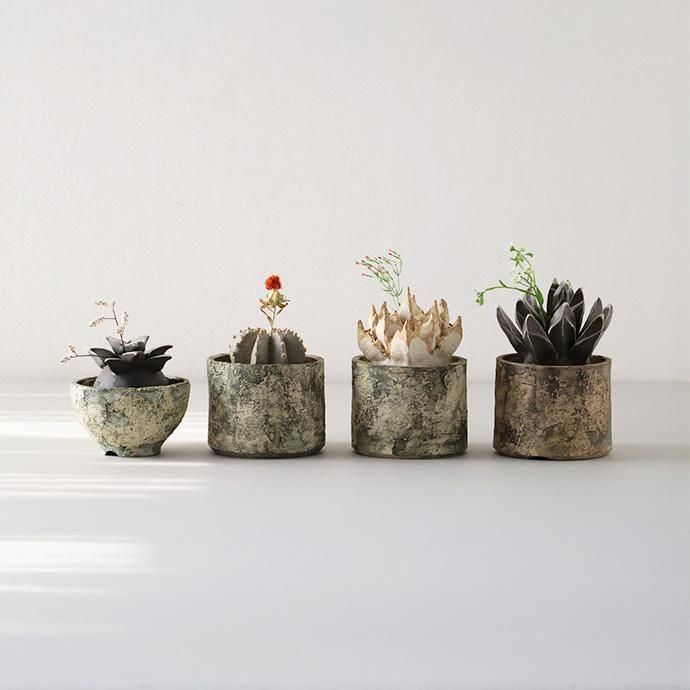 アポロヤママユ、アフリカオオイボタガ セット 本日より】2025年