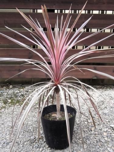 コルジリネ・A・サウザンスプレンダー 100cm 9号 - 植物と暮らす m-plant