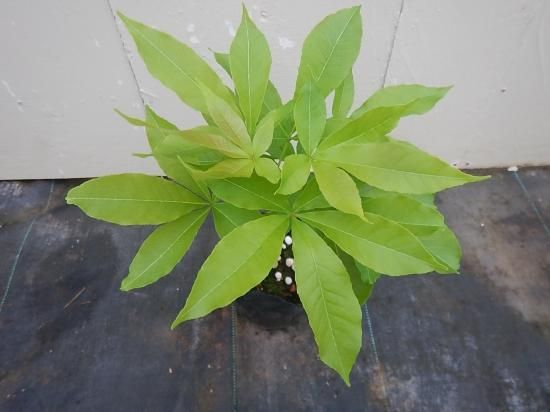 熱帯果樹ホワイトサポテ 接木苗 モルツビー - 植物と雑貨のセレクト