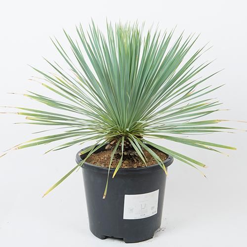 写真現品 Green Market割引〕［耐寒＆耐陰性］ユッカ ロストラータ