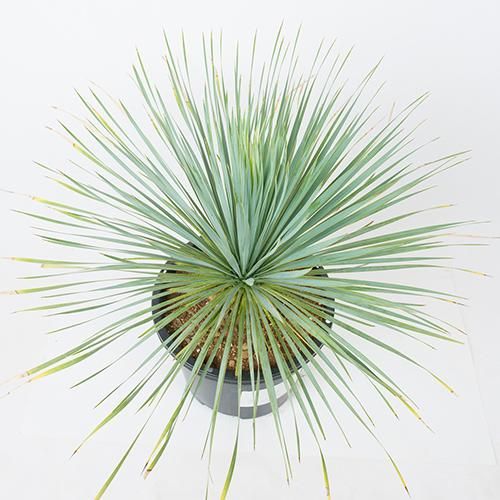 写真現品 Green Market割引〕［耐寒＆耐陰性］ユッカ ロストラータ