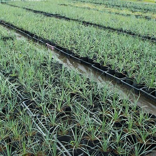 お買い得セット！［耐寒＆耐陰性］実生2～3年 ユッカ ロストラータ 2