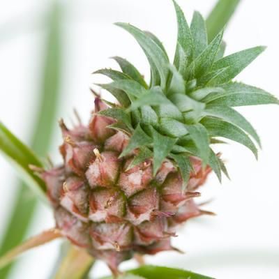 パイナップルHala Kahiki - ハワイアン・セレクトショップ | Lani