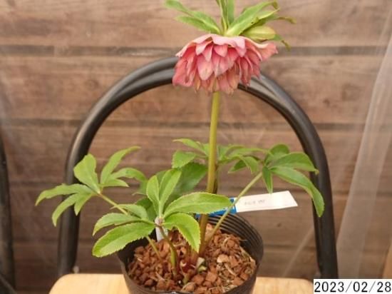 花1ガク0蕾1 開花株4号 アンティークピエラ吉田園芸生産 多弁ダブル