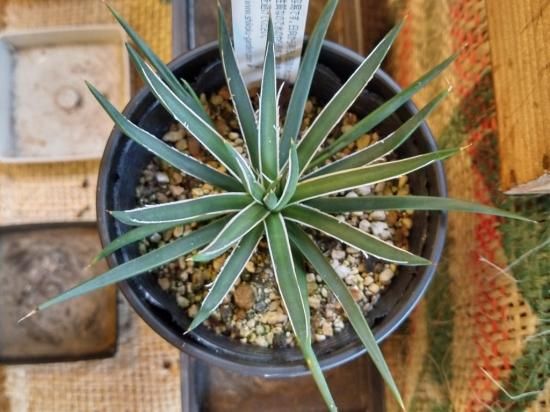 アガベ ジェミニフローラ（ゲミニフローラ）】3.5号 - The