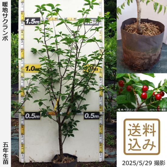 せとか 新3年生 苗木 登録品種 21cm7号ポリポット入り 49】せとか 新