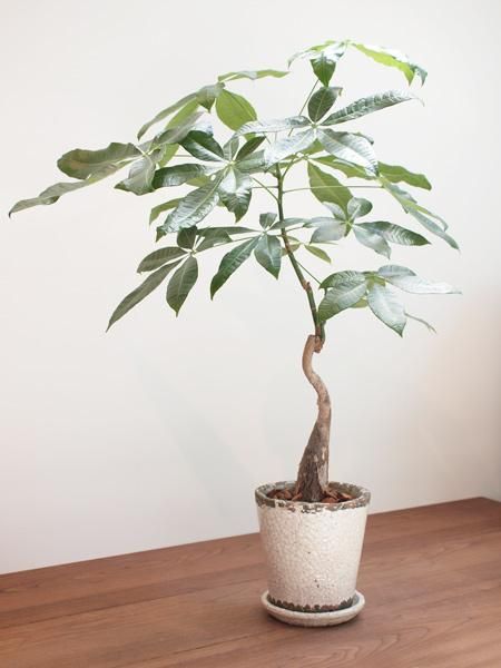 パキラ 観葉植物 曲がった茎 パキラの葉の茎？が曲がって下がってい