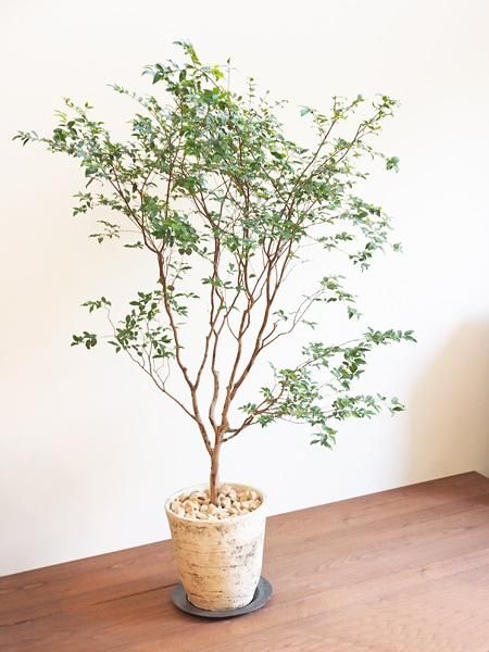 ジャボチカバ 販売・通販 *tree tree*