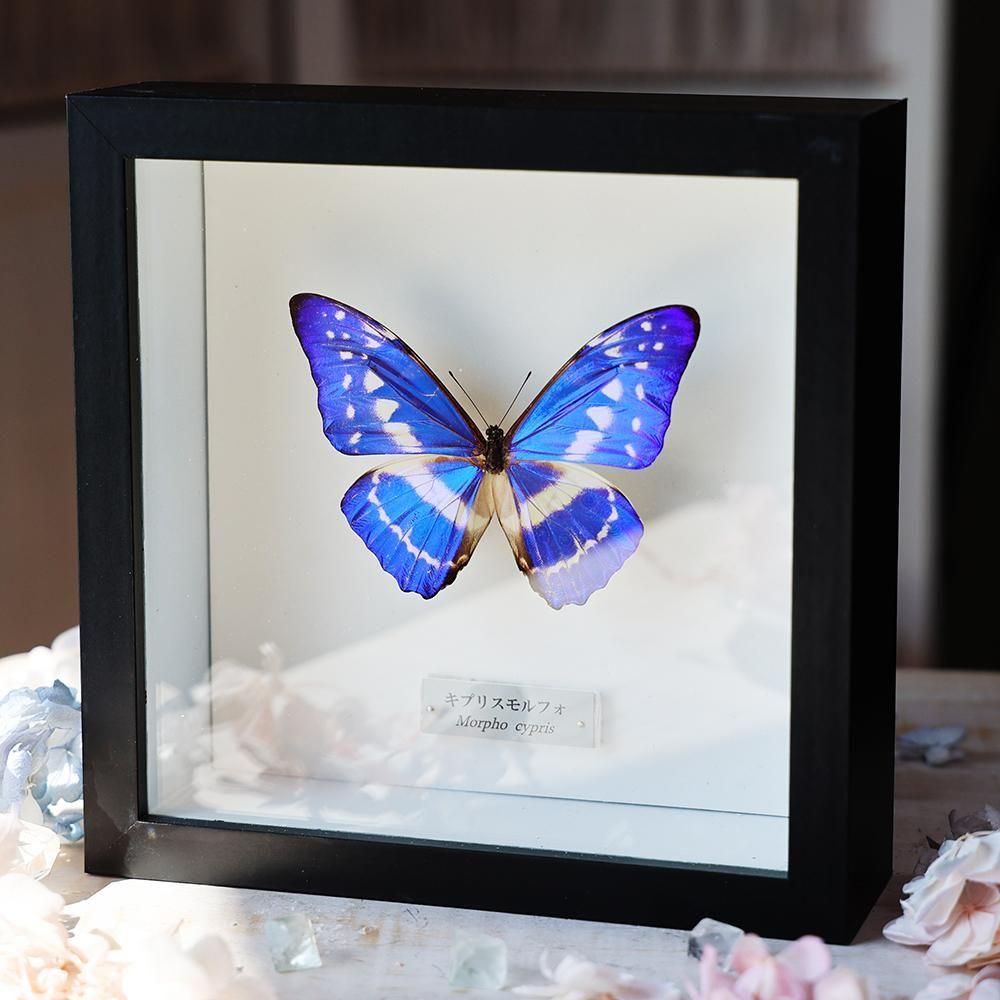 蝶標本箱-星空コレクション-（8匹入り） - 海福雑貨通販部