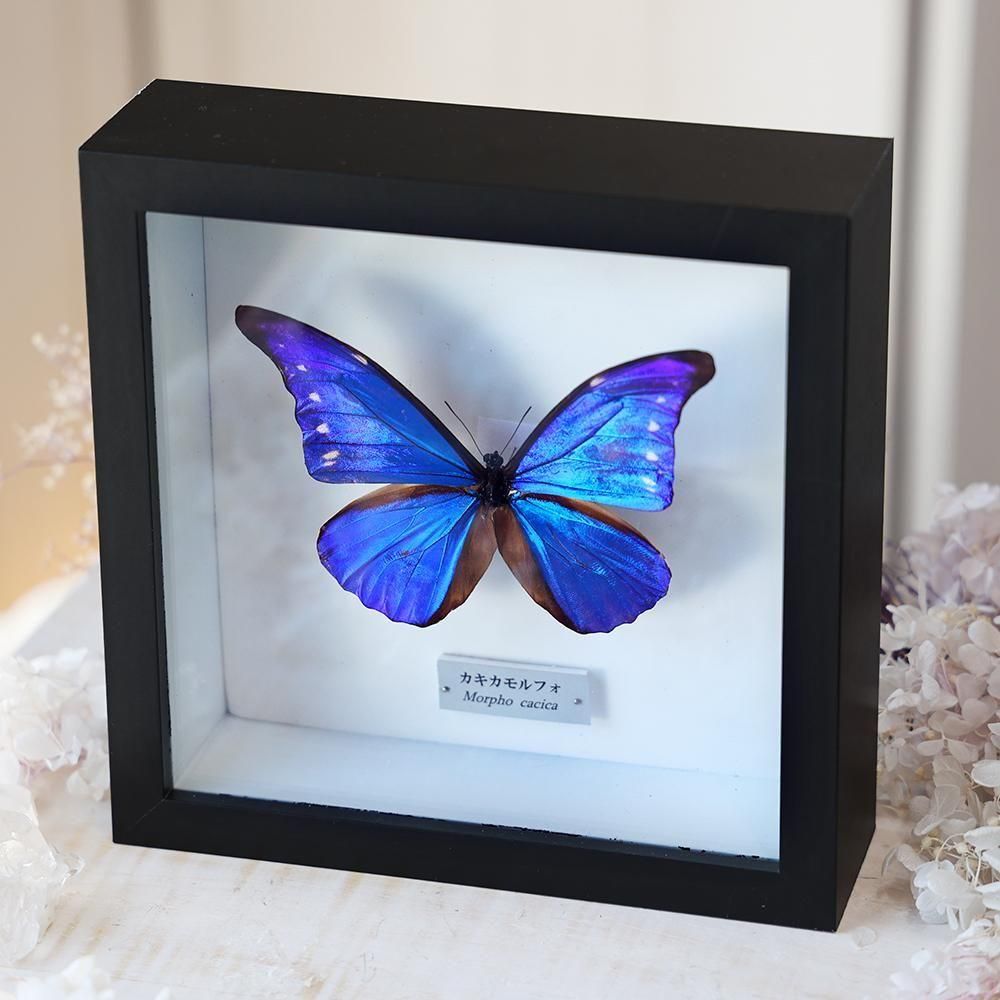 蝶標本 - 海福雑貨通販部