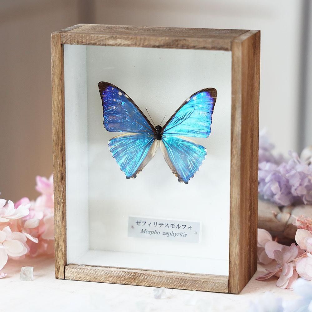 蝶標本「ゼフィリティモルフォ」 - 海福雑貨通販部