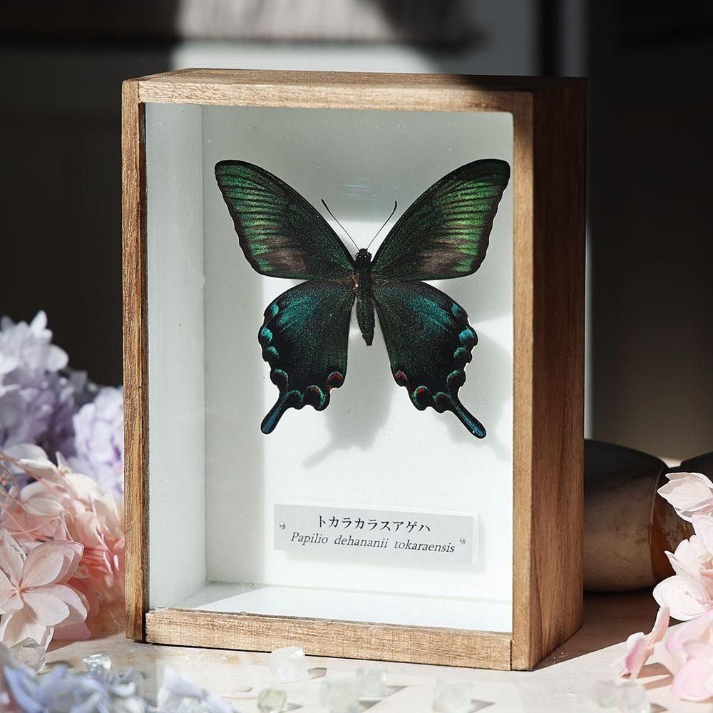 蝶標本「トカラカラスアゲハ」 - 海福雑貨通販部