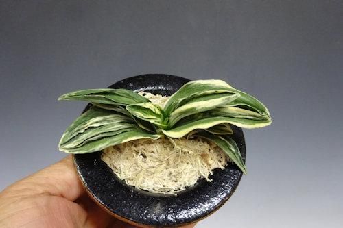 オモト (力和)【 21 k ― 0 6 】 - 小品盆栽専門店 湘風園オンライン