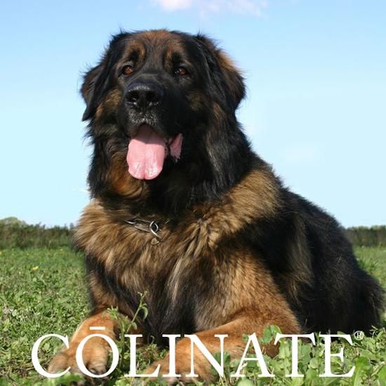 レオンベルガー/インフォメーション/首輪・ハーネス・リード・訓練用品