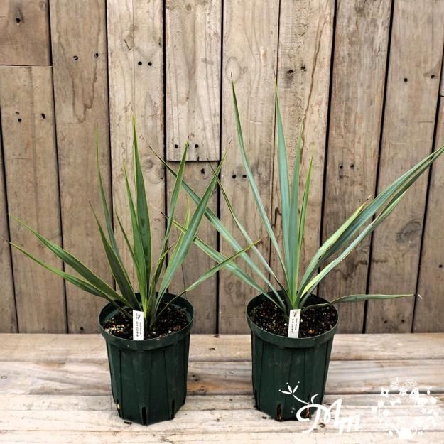 ドライガーデンやインテリアとして楽しめます】ユッカ：ロストラータ15